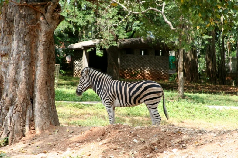 a ze standing in the shade near a tree