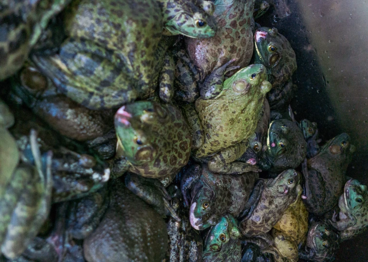 a close up of a large container full of small green frogs