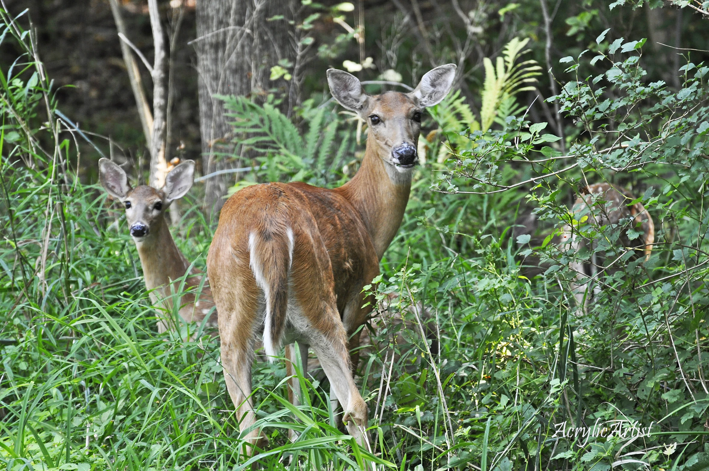 two deer standing next to each other in the tall grass