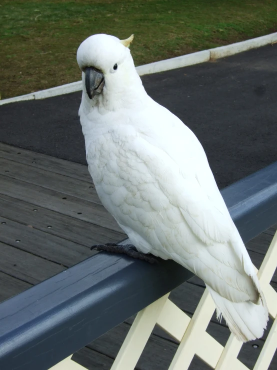 a white parrot is sitting on a railing