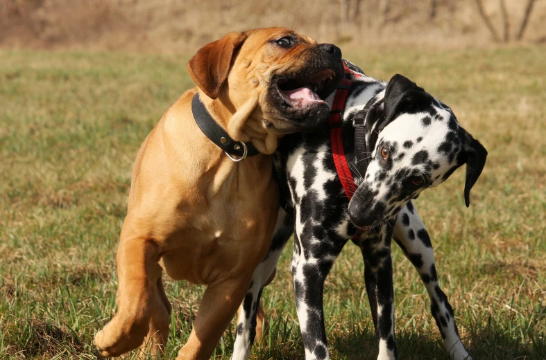 a large dog and small dog play with each other