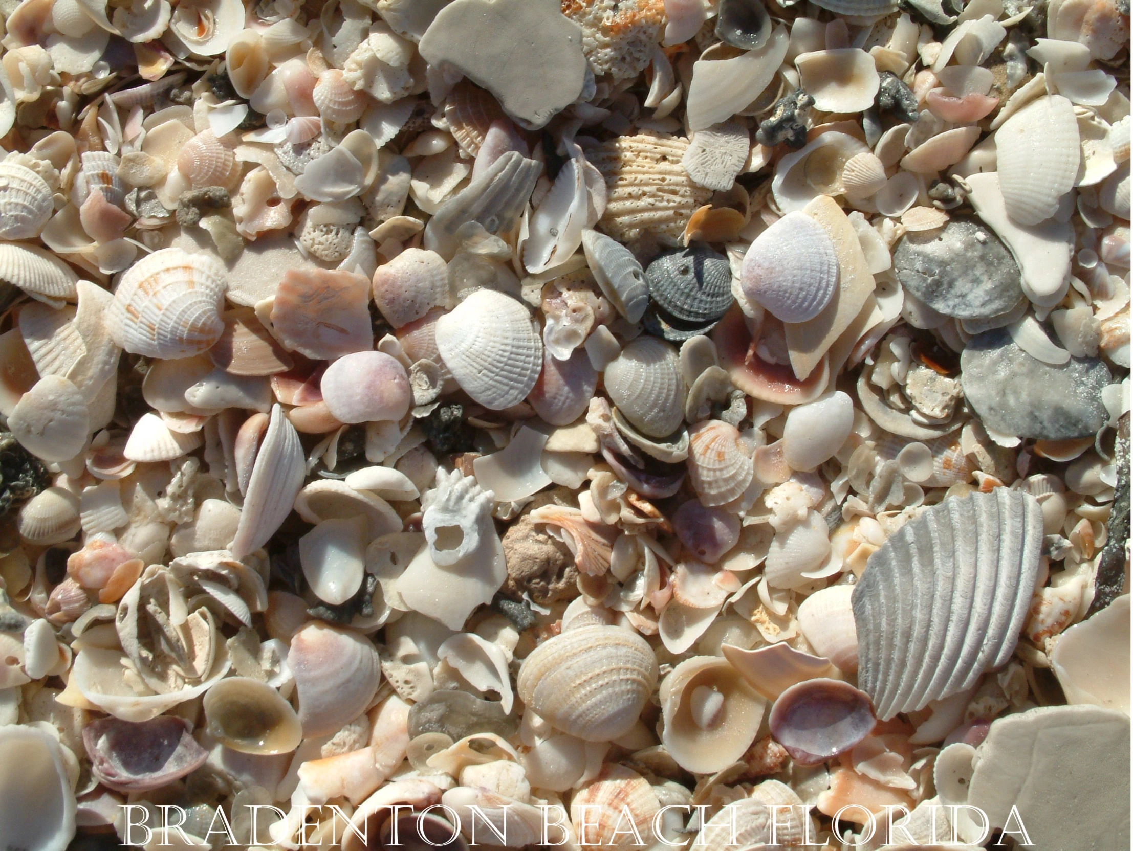 various shells are piled together and ready for display