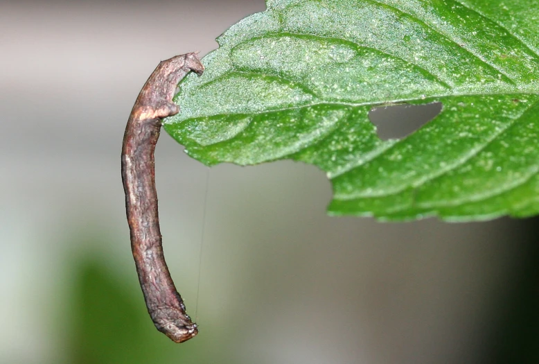 a brown stick insect on a leaf during the day