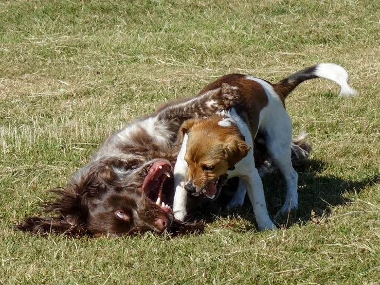two dogs fighting over a dead dog in the grass