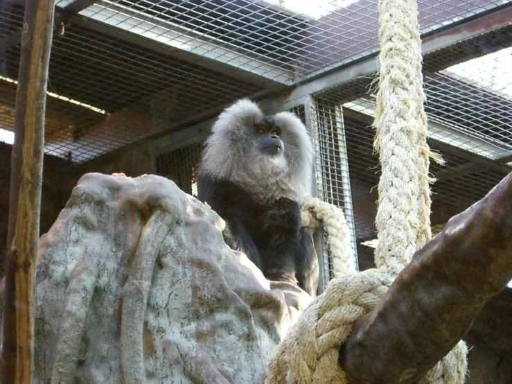 a monkey on a rope in a caged area