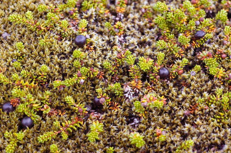 the texture of some green moss with berries on it