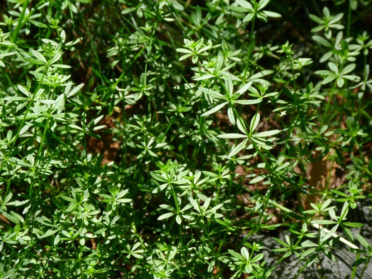 a group of green plants is next to some dirt