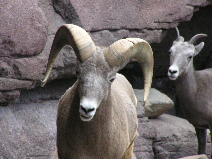 two goats standing near each other with large horns