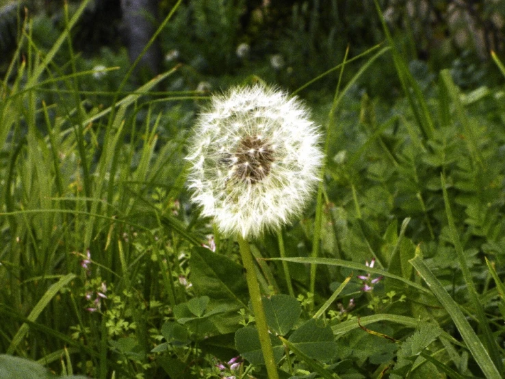 the dandelion in the field is fluffy