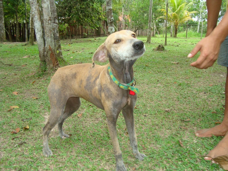 a small brown and white dog in grassy area with trees in the background