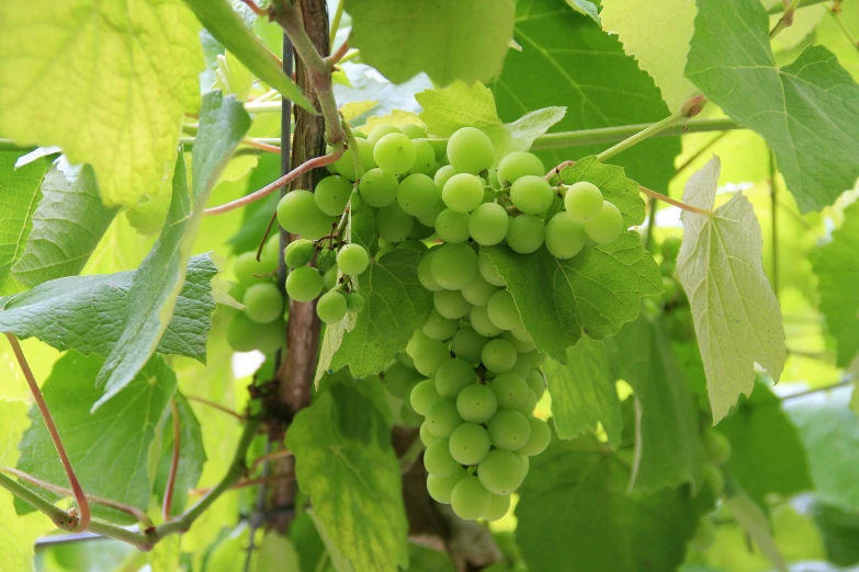 a cluster of gs growing on top of a tree