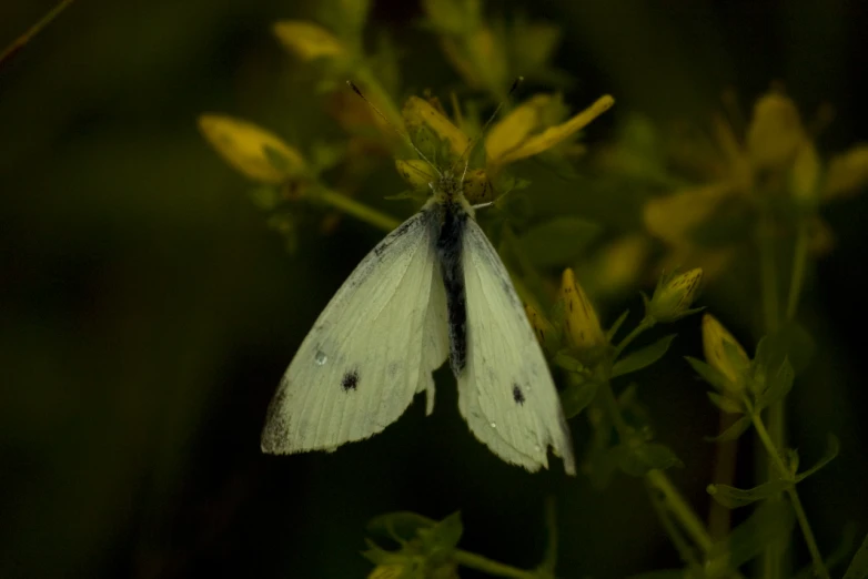 a erfly that is on some flowers with its wings