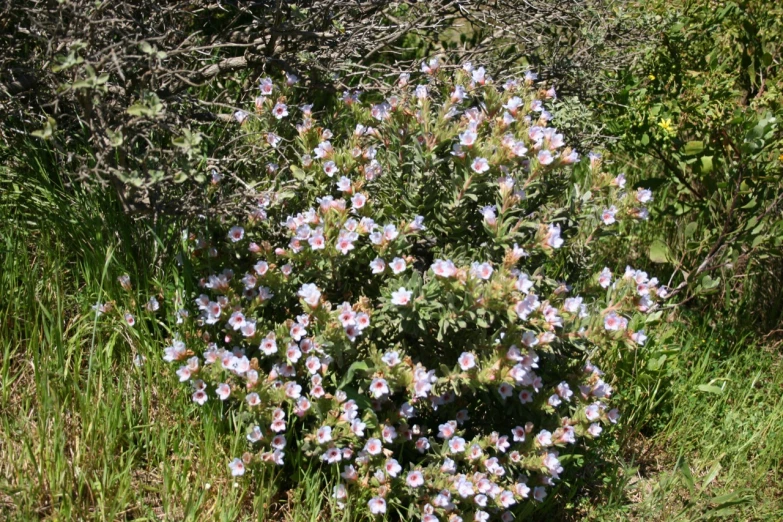 some purple flowers are blooming in the green bushes