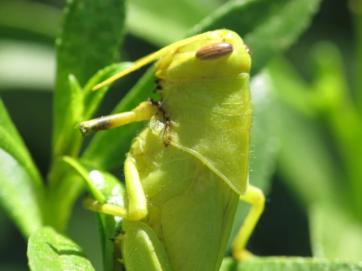 the yellow bug is looking at a smaller insect