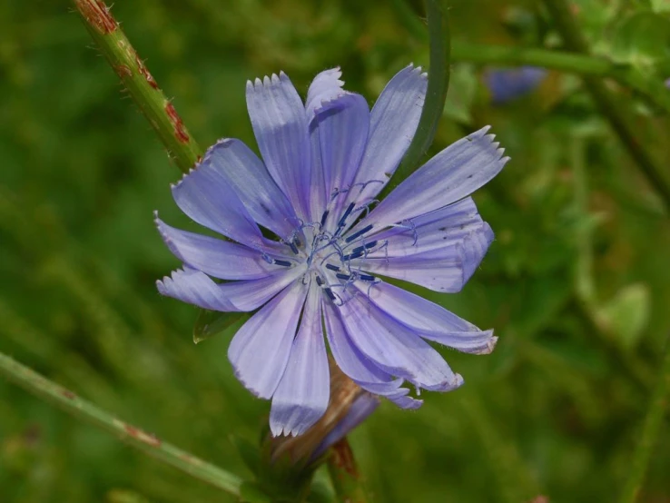a blue flower sitting in the middle of some grass