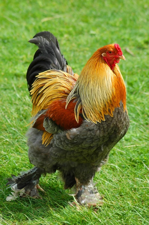 an orange and black rooster walking in the grass