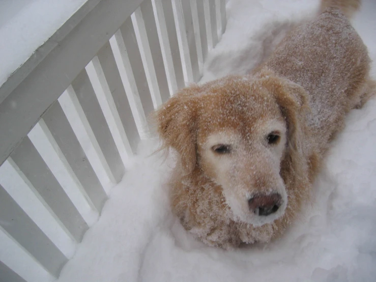 a snow covered dog that is looking at soing