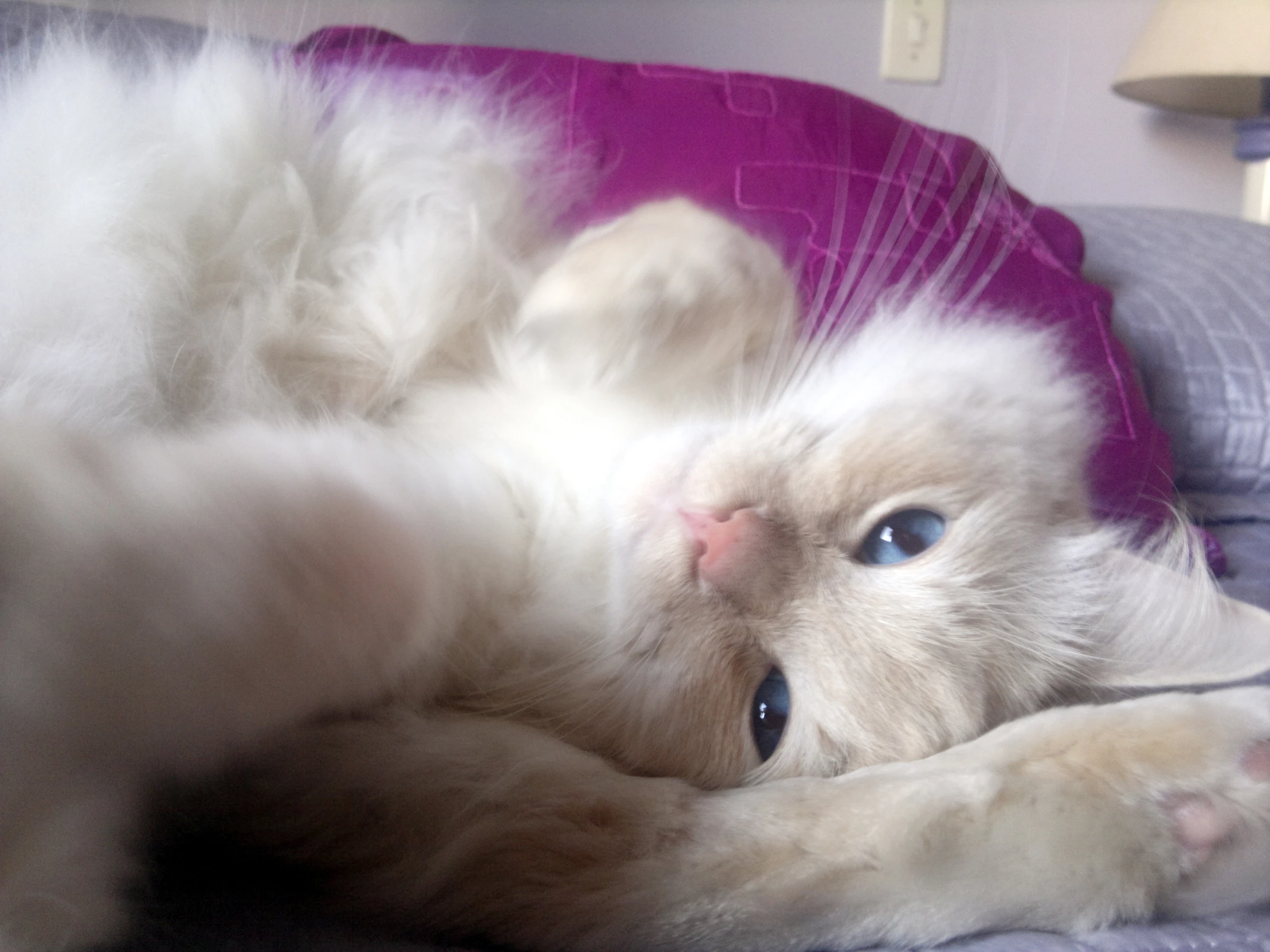 an adorable white cat is stretched out on a blanket