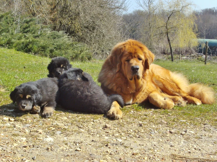 three dogs laying down on the ground together