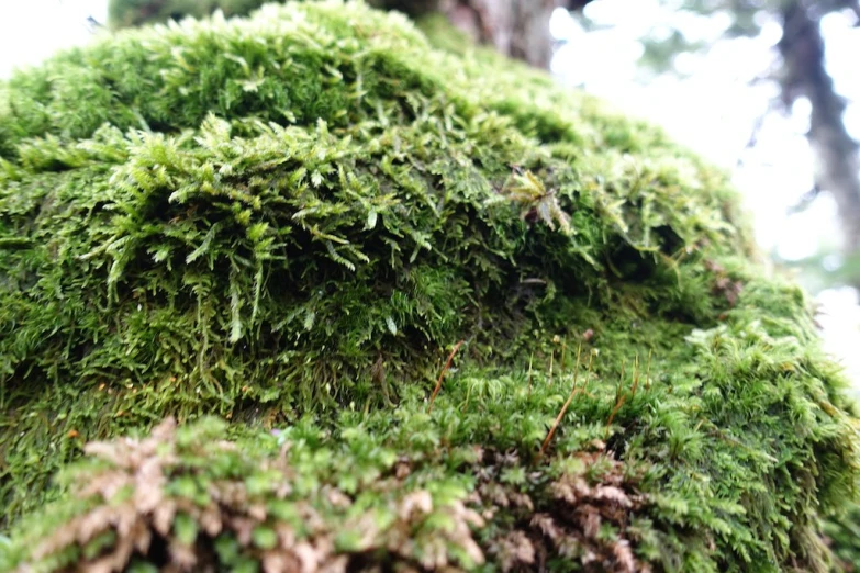 green moss growing on a tree trunk with trees in the background