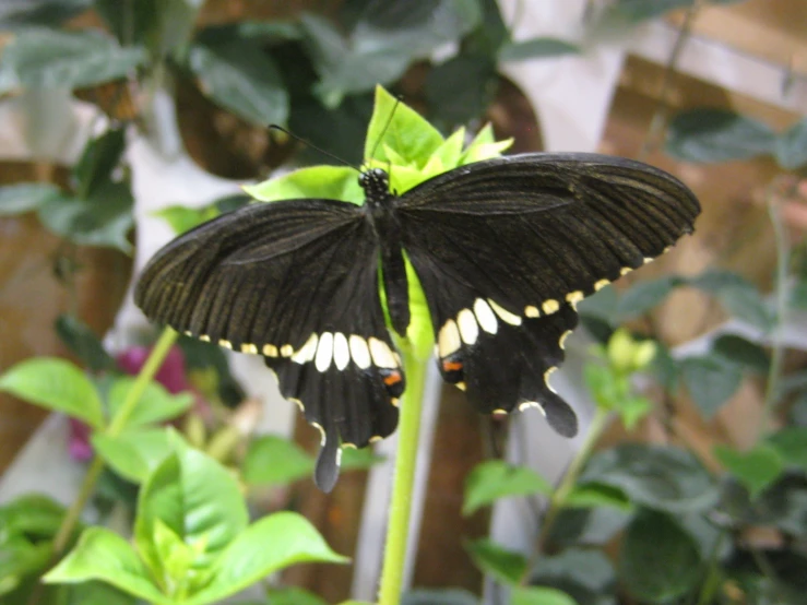 a black erfly with white dots sits on top of a green flower