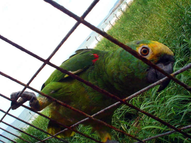 a green parrot behind a metal fence