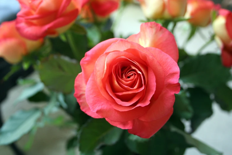 a vase full of red roses on a table