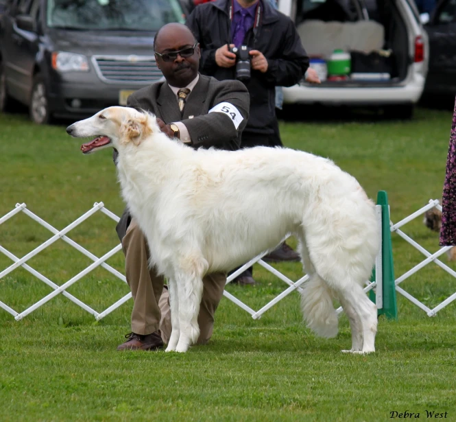 a dog stands on the grass next to a person