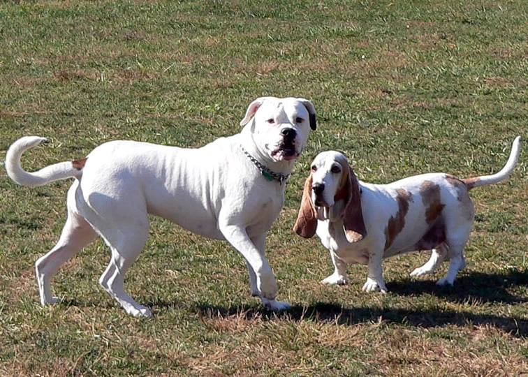 two white dogs standing in the grass with each other