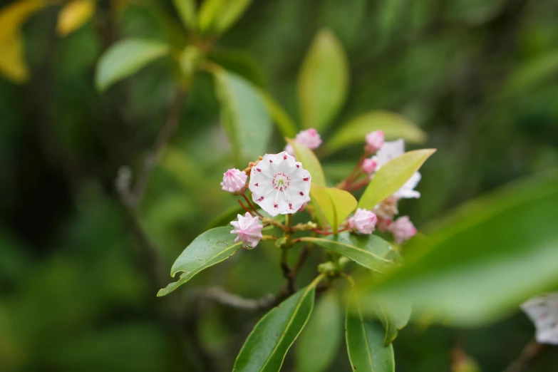 flowers and leaves of an unknown tree in the sun