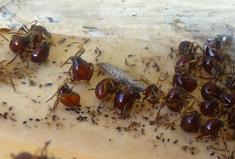 insects laying on the ground next to each other