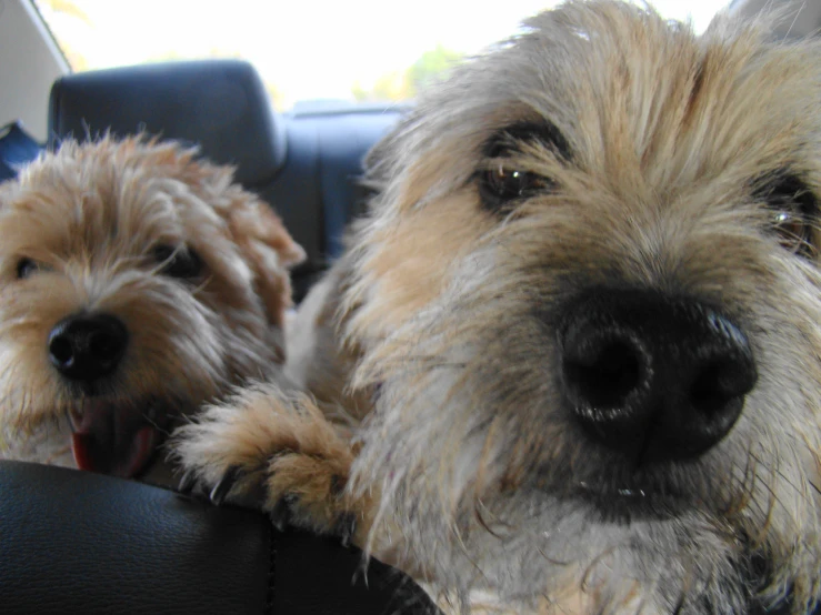 two small dogs sitting in a car seat