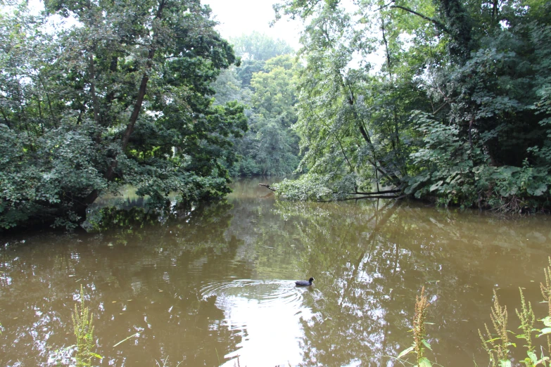 a duck swimming in a brown body of water