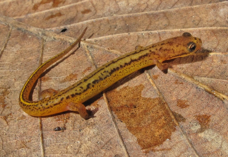 a small lizard on a leaf is looking for a mate