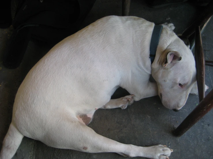 white dog laying down with its head up and his eyes closed