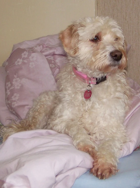 a white dog sitting on top of a bed under covers