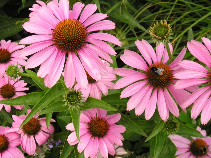 a bunch of pink flowers next to some green grass