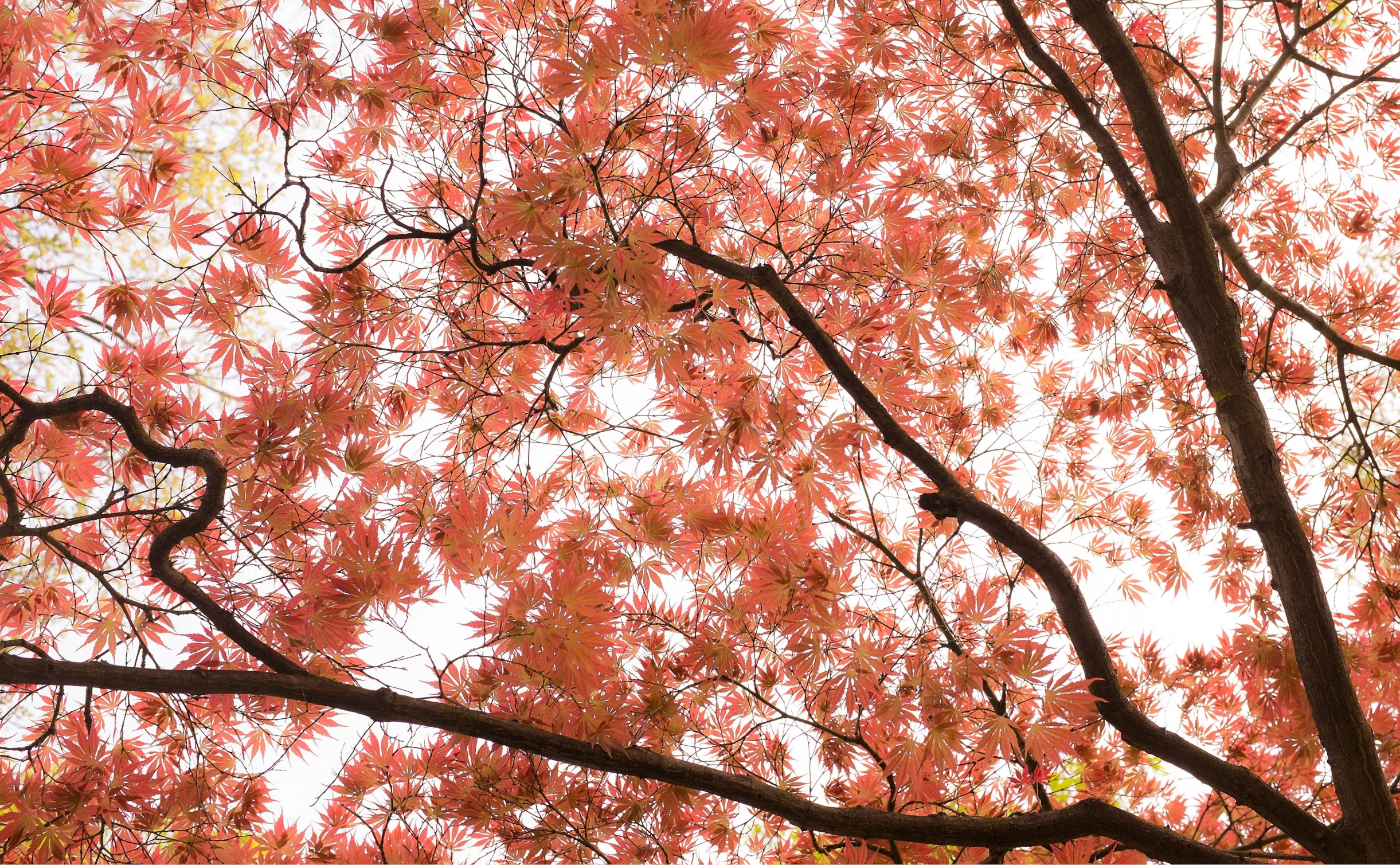 red leaves on a tree are seen in the foreground