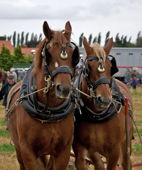 the horses pull a plow in a field