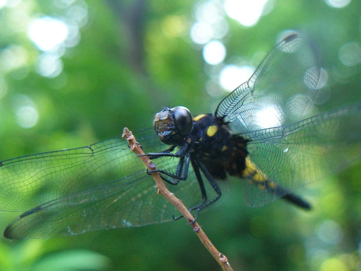 a large black and yellow insect sitting on a leaf