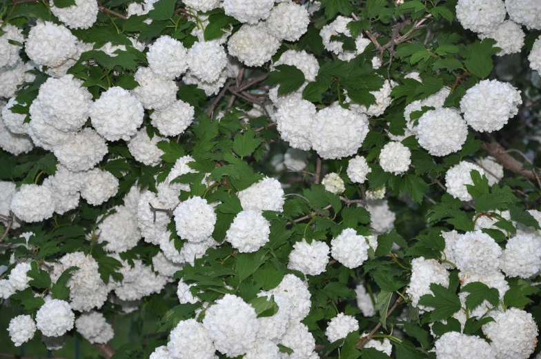large, white flowers with green leaves on tree nches
