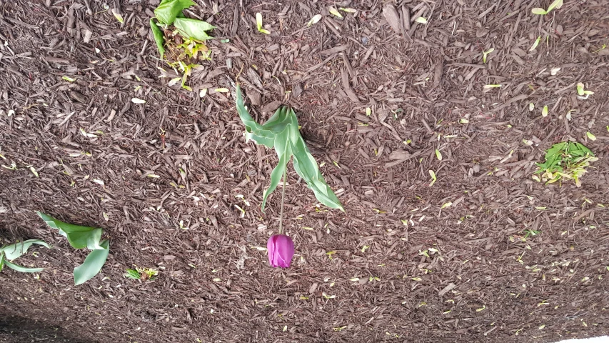 an image of a flower with purple petals