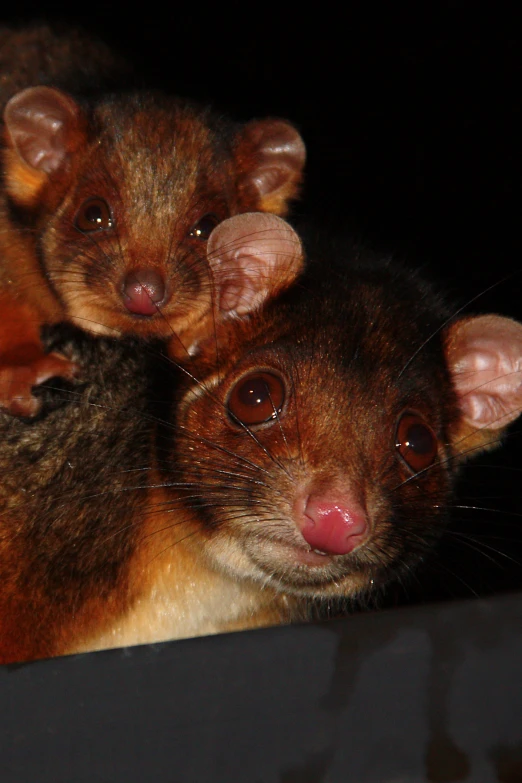 three small brown animals that are sitting on a table