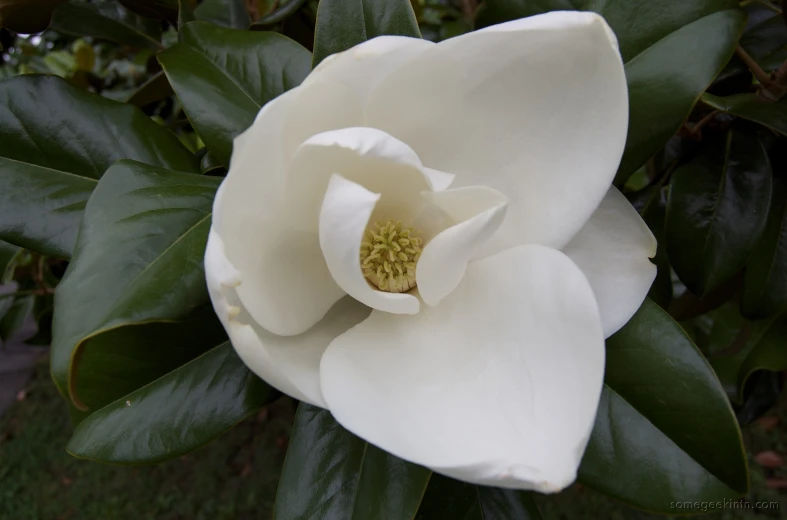 large white flower on a tree, with green leaves