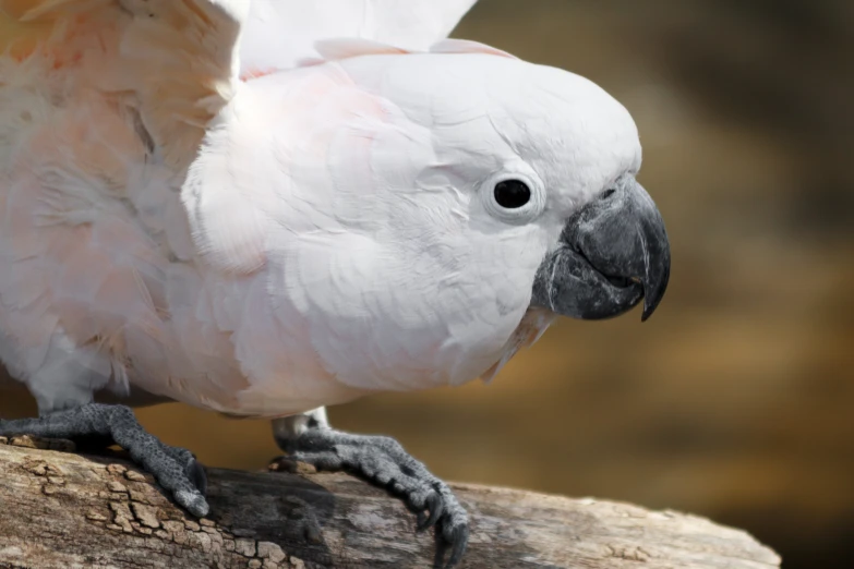 a close - up view of a bird perched on a piece of wood