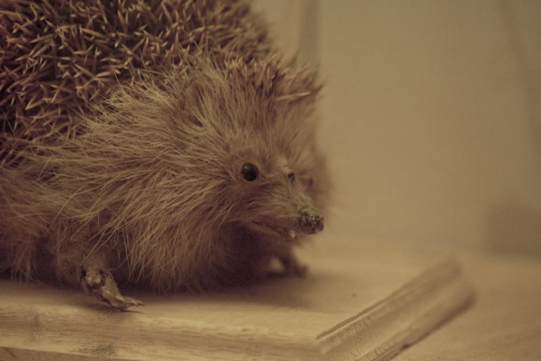 a hedgehog sitting on top of a pile of books