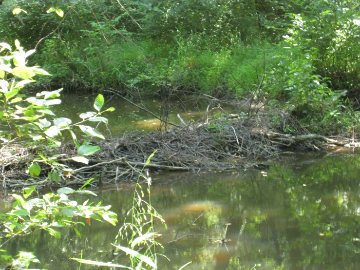 an animal on the shore of a lake with trees