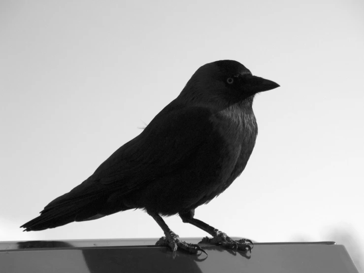 black crow with light shining on its face