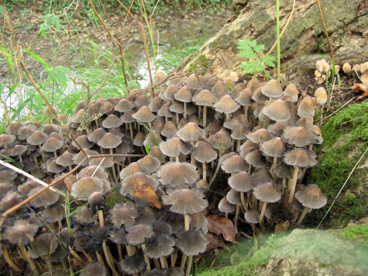 a large amount of mushrooms growing in the middle of a forest