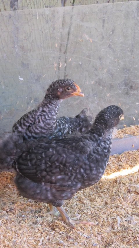 two large birds are standing inside the cage